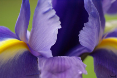Photography titled "Purple iris 2" by Carol Lynch, Original Artwork, Digital Photography
