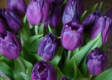 Photography titled "Purple tulips" by Carol Lynch, Original Artwork, Digital Photography