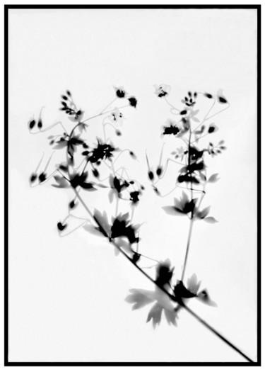 Portraits de Saisons - Printemps 2 Photographie intitulée "Portraits de Saison…" par Carole Renard, Œuvre d'art originale, Photographie argentique