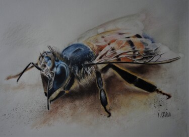 Dessin intitulée "Abeille" par Patrick Casado, Œuvre d'art originale, Crayon