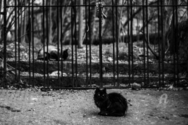 Photographie intitulée "Entre chats et gril…" par Cassandre Murail, Œuvre d'art originale, Photographie numérique