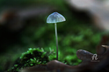 摄影 标题为“Le champignon éclai…” 由Cassandre Murail, 原创艺术品, 数码摄影
