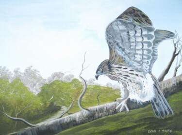 Peinture intitulée "hawk on the hunt" par Cathal O Malley, Œuvre d'art originale
