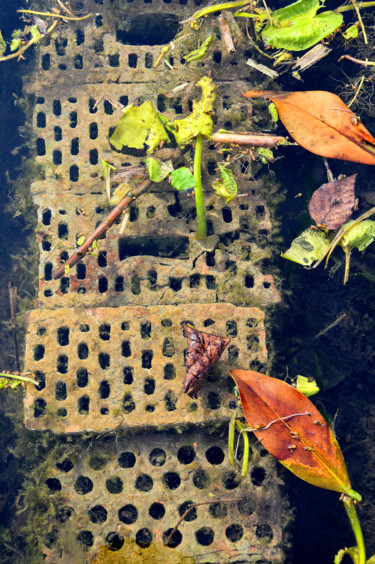 Photographie intitulée "jardin-botanique- B…" par Catherine Boutin, Œuvre d'art originale, Photographie numérique