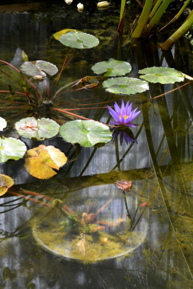 Photographie intitulée "Nénuphars  -3-" par Catherine Boutin, Œuvre d'art originale, Photographie numérique