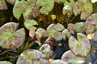 Photographie intitulée "Feuilles de nénupha…" par Catherine Boutin, Œuvre d'art originale, Photographie numérique