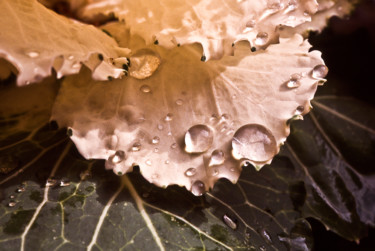 Photographie intitulée "Chou après la pluie…" par Catherine Boutin, Œuvre d'art originale, Photographie numérique