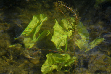 Photographie intitulée "Au fond de l'étang" par Catherine Boutin, Œuvre d'art originale, Photographie numérique