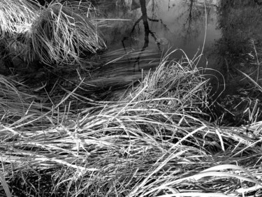Photographie intitulée "Les herbes folles" par Catherine Boutin, Œuvre d'art originale
