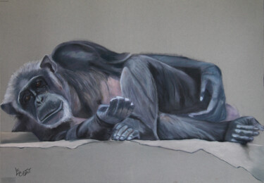 Peinture intitulée "Joseph le chimpanzé" par Catherine Costet (Lccat), Œuvre d'art originale, Pastel