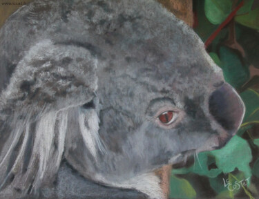 Peinture intitulée "Le koala" par Catherine Costet (Lccat), Œuvre d'art originale, Pastel