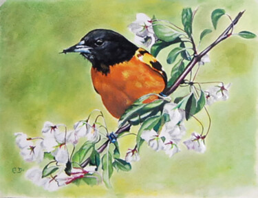 Painting titled "oriole-de Baltimore…" by Catherine Digue - Turpin, Original Artwork, Gouache