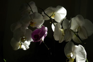 Photographie intitulée "Orchidée" par Catherine Gendron, Œuvre d'art originale
