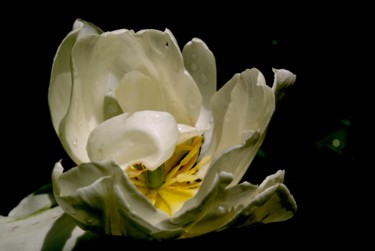 Peinture intitulée "tulipe-blanche.jpg" par Catherine Gendron, Œuvre d'art originale