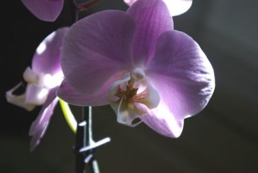 Photographie intitulée "orchidée" par Catherine Gendron, Œuvre d'art originale