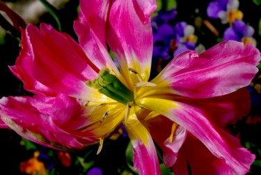 Photographie intitulée "tulipe rose" par Catherine Gendron, Œuvre d'art originale