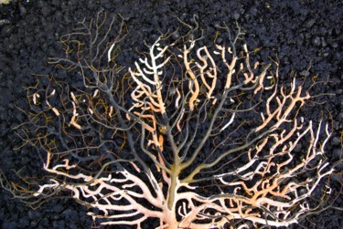 Photographie intitulée "corail noir" par Catherine Gendron, Œuvre d'art originale