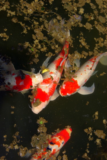 Photographie intitulée "carpes" par Catherine Gendron, Œuvre d'art originale