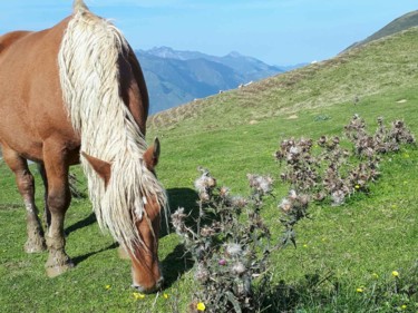 Photographie intitulée "Cheval au col du So…" par Catdicop, Œuvre d'art originale, Photographie numérique