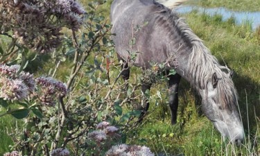 Fotografia intitolato "Cheval au Crotoy en…" da Catdicop, Opera d'arte originale, Fotografia digitale