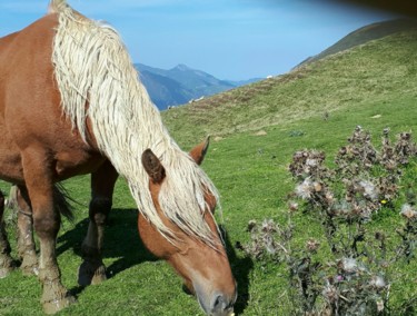 Fotografie mit dem Titel "Cheval au col du So…" von Catdicop, Original-Kunstwerk, Digitale Fotografie