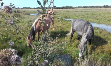 Cheval au Crotoy en Baie de Somme 002 Photographie intitulée "Cheval au Crotoy en…" par Catherine Lagarenne (Catdicop), Œuvre d'art originale, Photographie numéri…