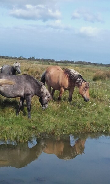 Fotografia zatytułowany „Cheval au Crotoy en…” autorstwa Catdicop, Oryginalna praca, Fotografia cyfrowa