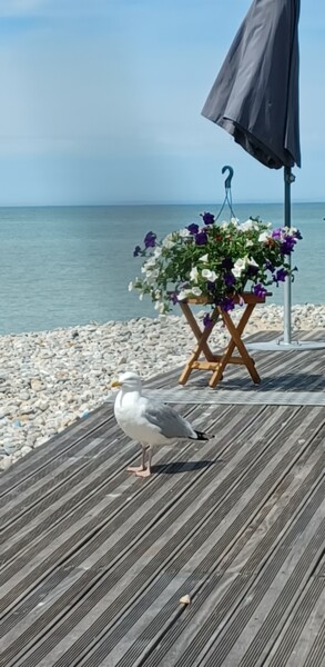 Photography titled "Goeland aux Mouette…" by Catdicop, Original Artwork, Non Manipulated Photography