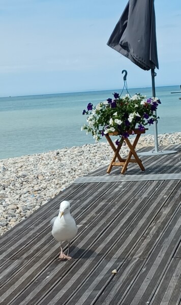 Fotografie mit dem Titel "Goeland aux Mouette…" von Catdicop, Original-Kunstwerk, Nicht bearbeitete Fotografie