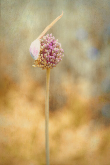 Photographie intitulée "Wild Garlic" par Catherine Lefrancq, Œuvre d'art originale, Photographie argentique Monté sur Alumin…