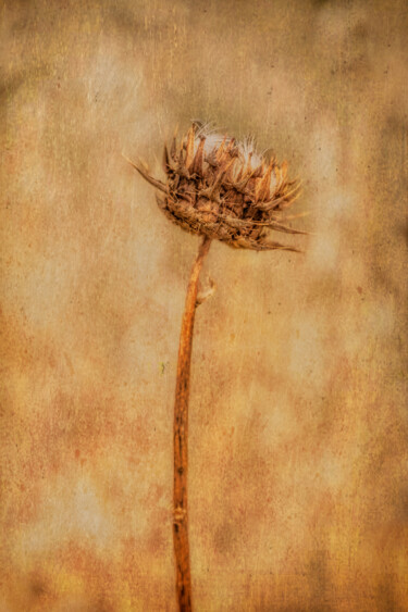 Fotografía titulada "Wild beauty" por Catherine Lefrancq, Obra de arte original, Fotografía analógica Montado en Aluminio