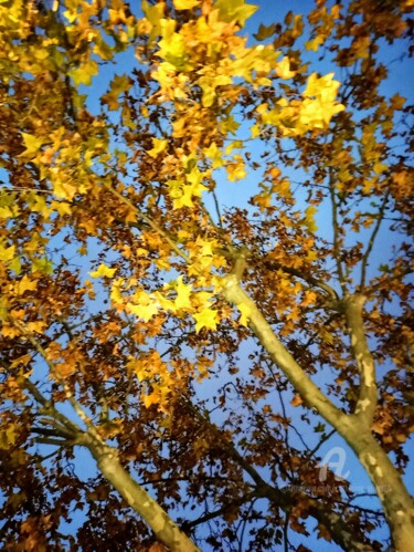 Photographie intitulée "Les Branches aux Fe…" par Catherine Oliver (Miss kat), Œuvre d'art originale, Photographie numérique