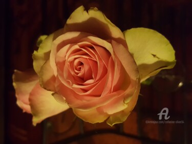 Fotografía titulada "La Rose de Porcelai…" por Catherine Oliver (Miss kat), Obra de arte original, Fotografía digital