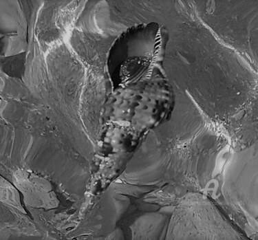 Digitale Kunst getiteld "L'Escargot de Mer" door Catherine Oliver (Miss kat), Origineel Kunstwerk, Digitale fotografie