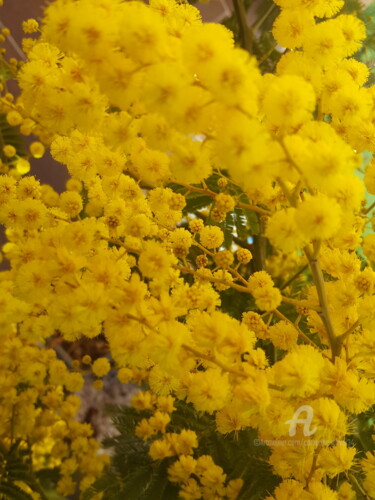 Photographie intitulée "Brin de Mimosa" par Catherine Oliver (Miss kat), Œuvre d'art originale, Photographie numérique