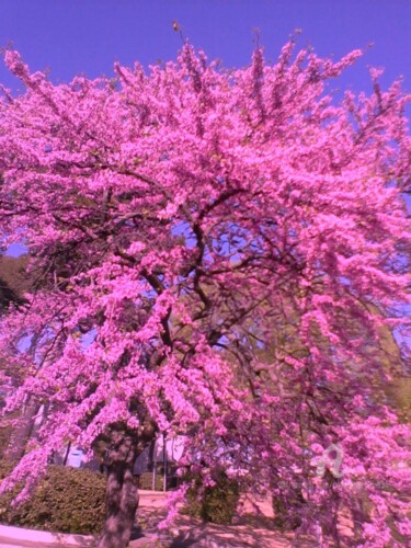 Photographie intitulée "L'Arbre en Fleur" par Catherine Oliver (Miss kat), Œuvre d'art originale, Photographie numérique