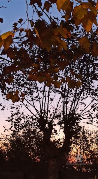 Photographie intitulée "Un Matin d'Automne" par Catherine Oliver (Miss kat), Œuvre d'art originale, Photographie numérique