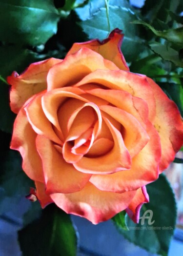 Photographie intitulée "Parfum de Rose" par Catherine Oliver (Miss kat), Œuvre d'art originale, Photographie numérique