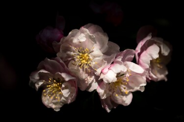 Photography titled "cerisiers" by Catherine Péré, Original Artwork, Digital Photography