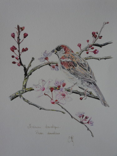 Painting titled "moineau domestique" by Catherine Reybard, Original Artwork, Watercolor