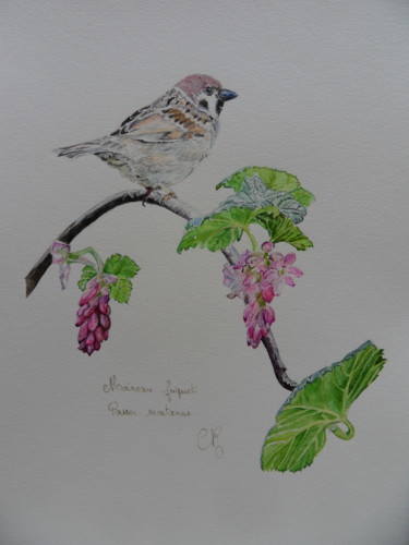 Peinture intitulée "moineau friquet" par Catherine Reybard, Œuvre d'art originale, Aquarelle