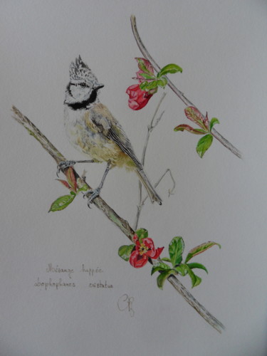 Painting titled "mésange huppée" by Catherine Reybard, Original Artwork, Watercolor