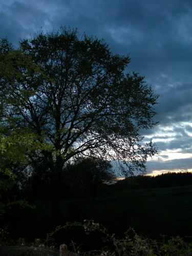 Photographie intitulée "vieil arbre de nuit" par Catherine Reybard, Œuvre d'art originale