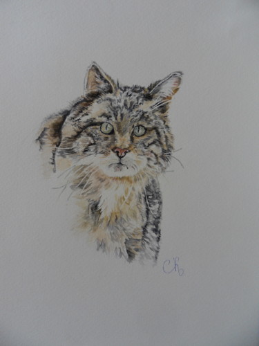 Painting titled "aquarelle chat de g…" by Catherine Reybard, Original Artwork, Watercolor