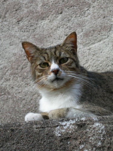 Photographie intitulée "chat de gouttière,…" par Catherine Reybard, Œuvre d'art originale