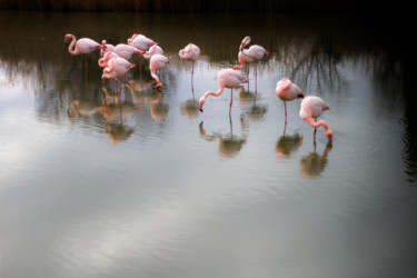 Photography titled "Flamands roses en C…" by Catherine Toiron, Original Artwork