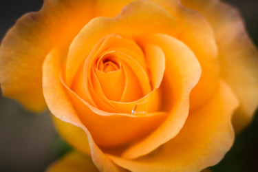 Photographie intitulée "Rose jaune" par Catherine Toiron, Œuvre d'art originale, Photographie numérique