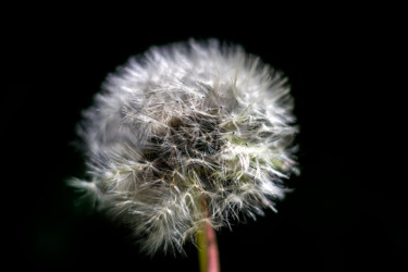 Photographie intitulée "Pissenlit" par Catherine Toiron, Œuvre d'art originale, Photographie numérique