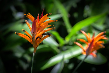 Photographie intitulée "Fleur tropicale ora…" par Catherine Toiron, Œuvre d'art originale