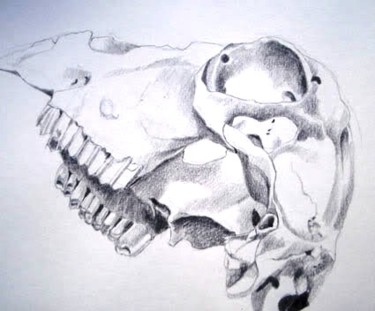 Drawing titled "Sheep Skull 2" by Catherine Dunn, Original Artwork